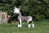 CHIEN NU CHINOIS 033